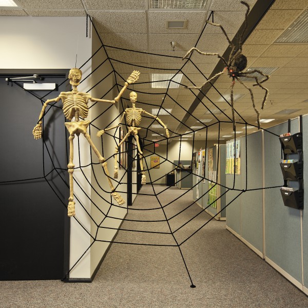 Riesige behaarte Spinne mit Gigant-Spinnennetz ca. 3,58 Meter Durchmesser
